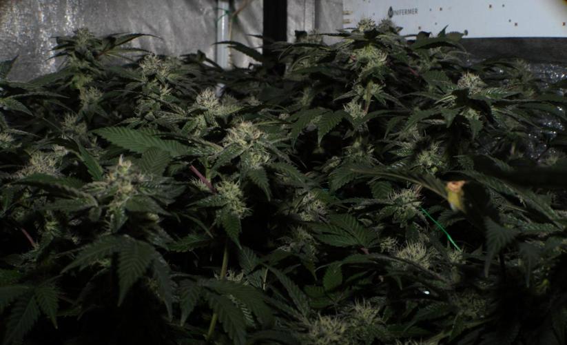 Menthol Runtz. Week 14