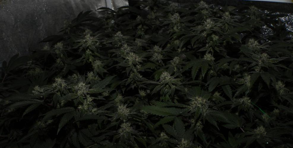 Menthol Runtz. Week 14