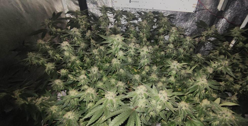Menthol Runtz. Week 14