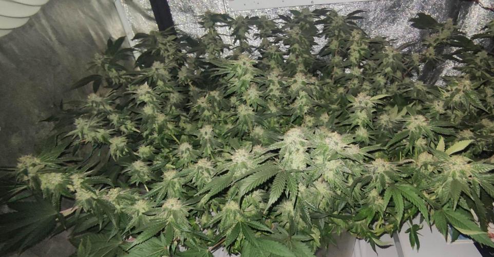 Menthol Runtz. Week 14