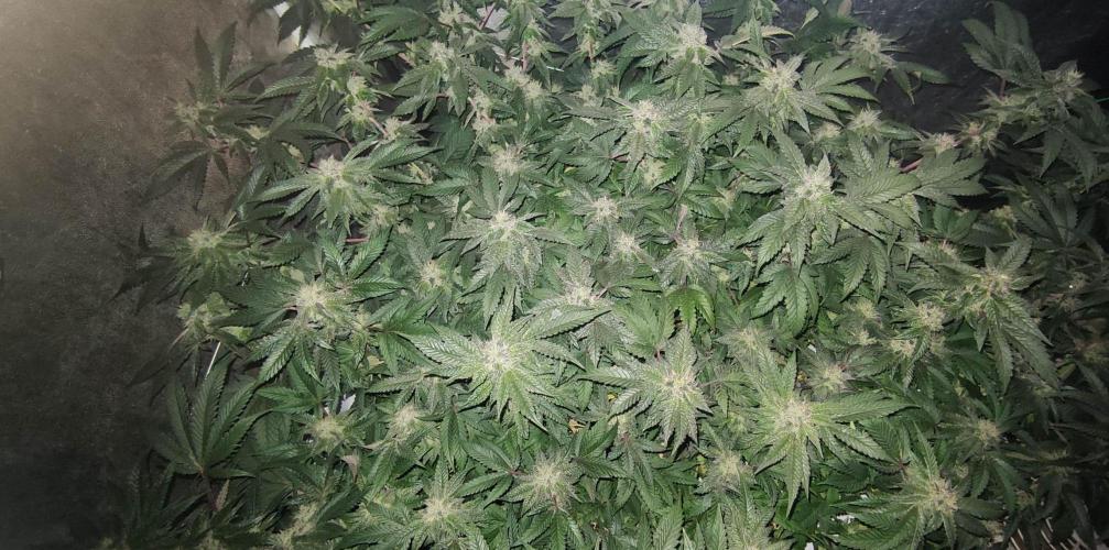 Menthol Runtz. Week 14