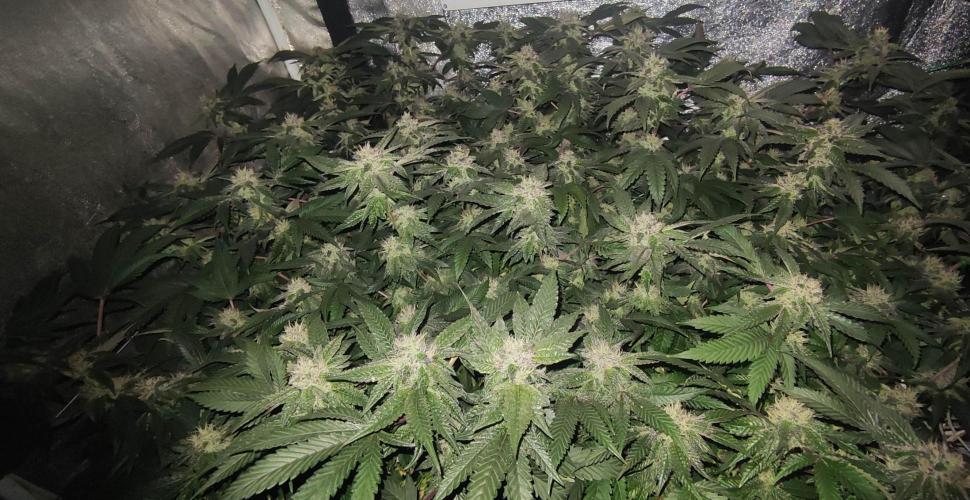 Menthol Runtz. Week 14