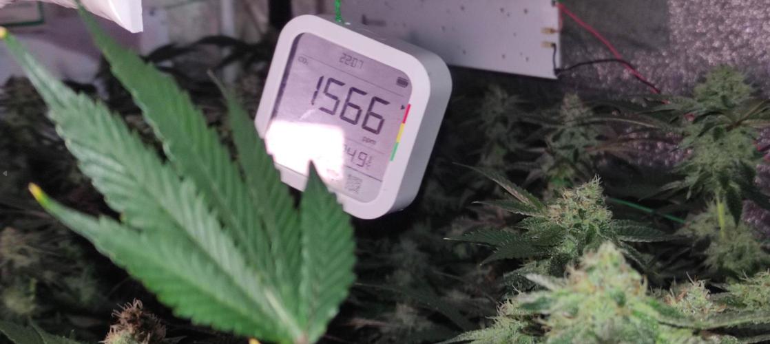 Menthol Runtz. Week 15