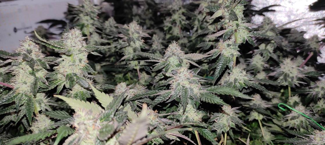 Menthol Runtz. Week 15