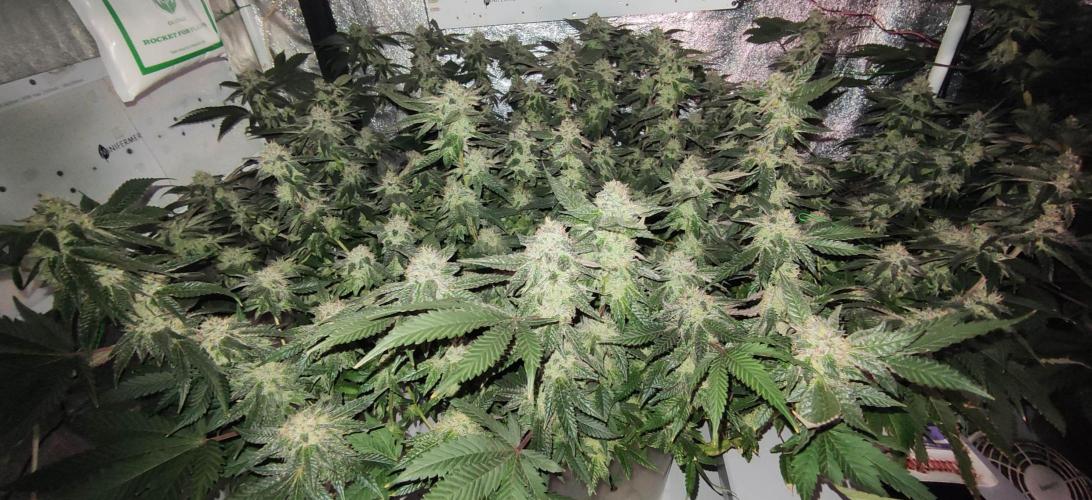 Menthol Runtz. Week 15