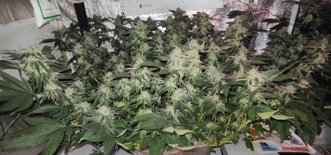 Menthol Runtz. Week 15