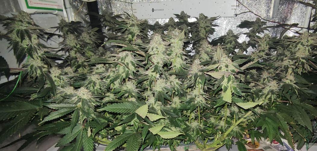 Menthol Runtz. Week 16