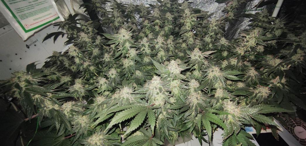 Menthol Runtz. Week 16