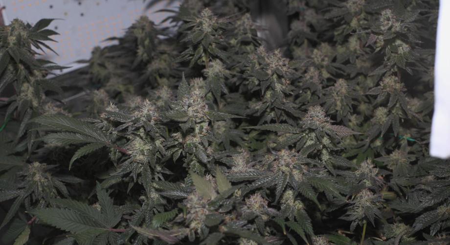 Menthol Runtz. Week 16