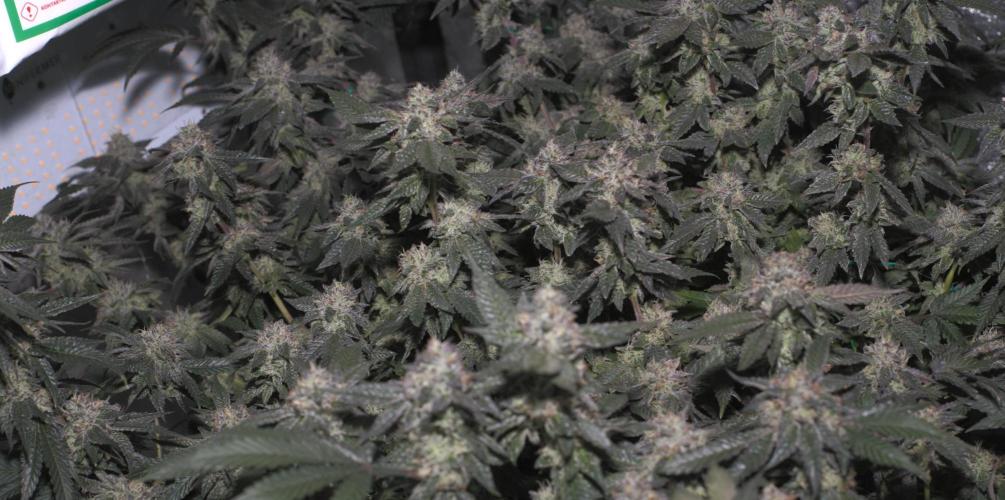 Menthol Runtz. Week 16