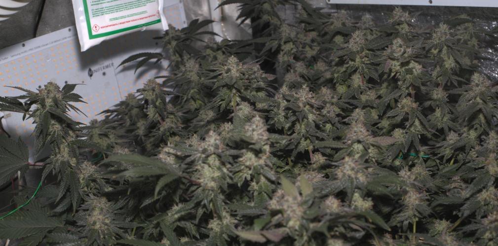 Menthol Runtz. Week 16