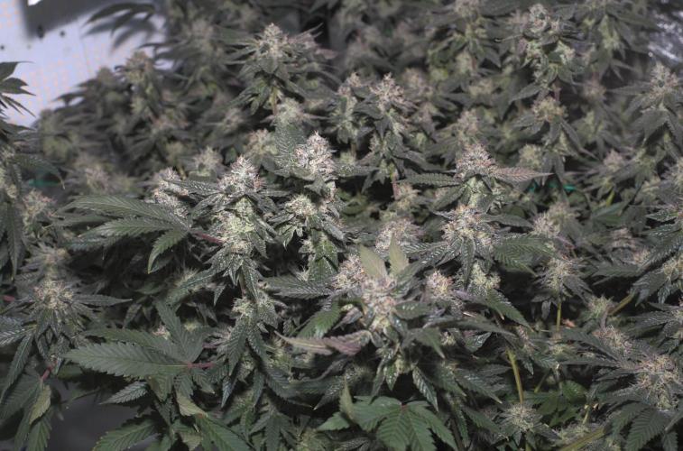 Menthol Runtz. Week 16