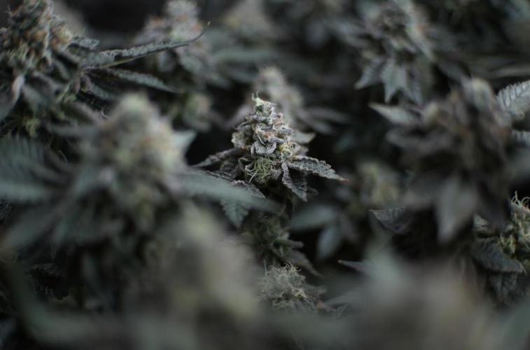 Menthol Runtz. Week 17