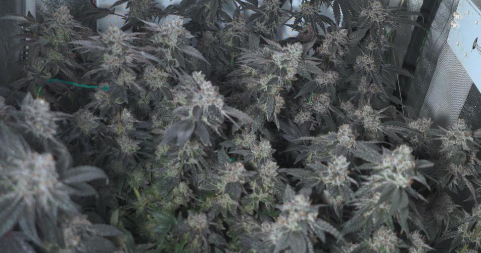 Menthol Runtz. Week 17