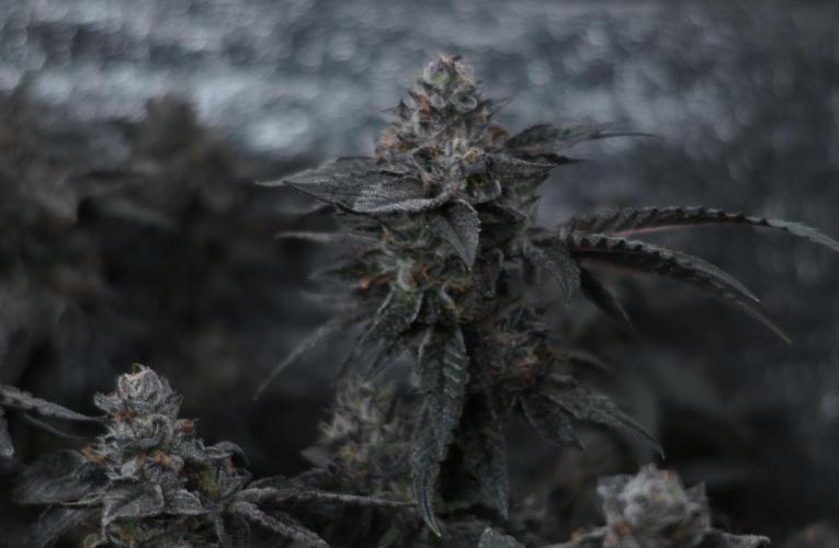 Menthol Runtz. Week 17