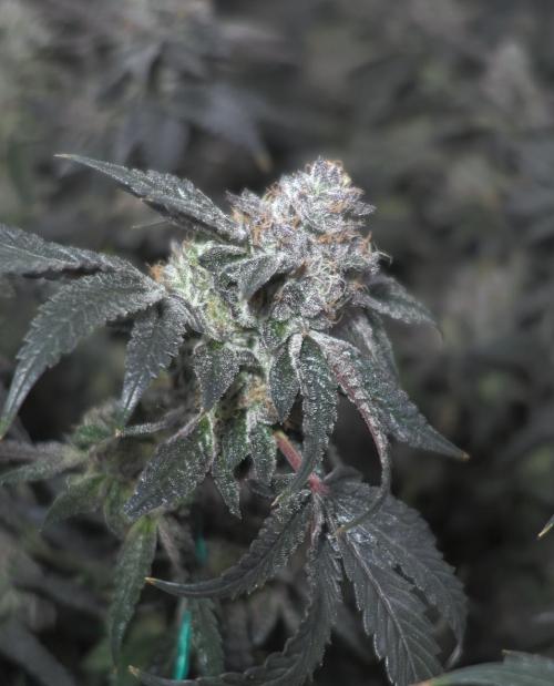 Menthol Runtz. Week 17