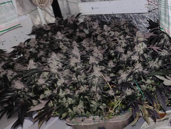 Menthol Runtz. Week 18