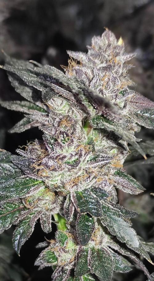 Menthol Runtz. Week 18