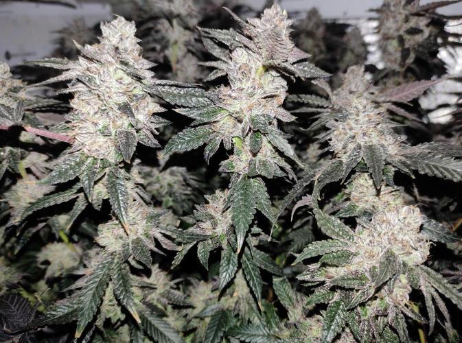 Menthol Runtz. Week 18