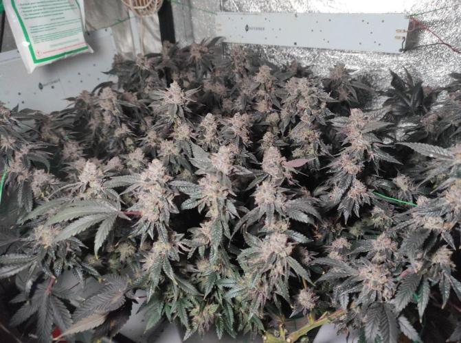 Menthol Runtz. Week 18