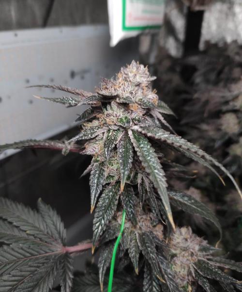 Menthol Runtz. Week 18