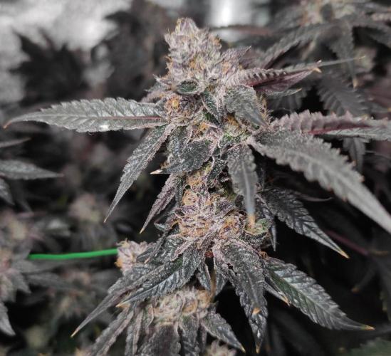 Menthol Runtz. Week 18