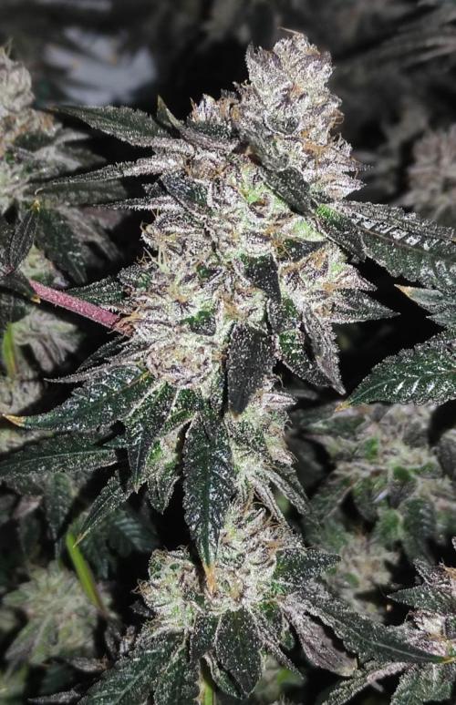 Menthol Runtz. Week 18