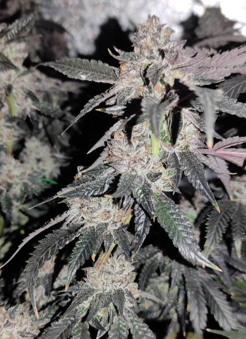 Menthol Runtz. Week 18