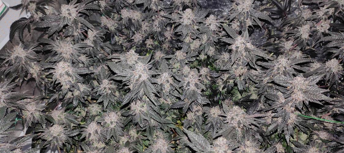 Menthol Runtz. Week 18
