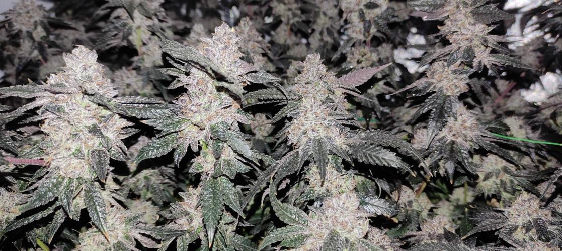 Menthol Runtz. Week 18