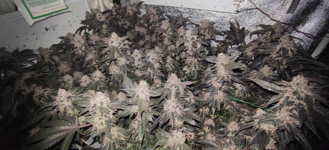 Menthol Runtz. Week 18