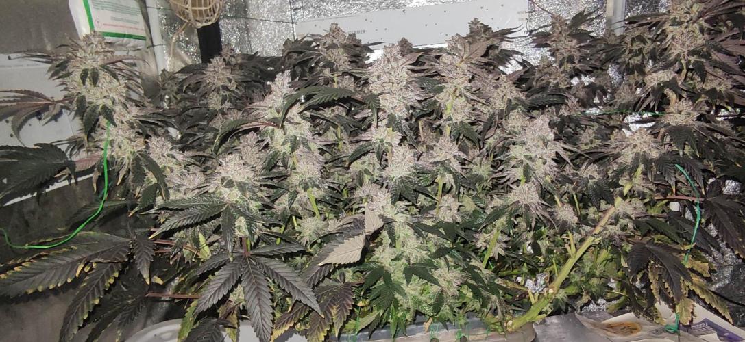 Menthol Runtz. Week 18