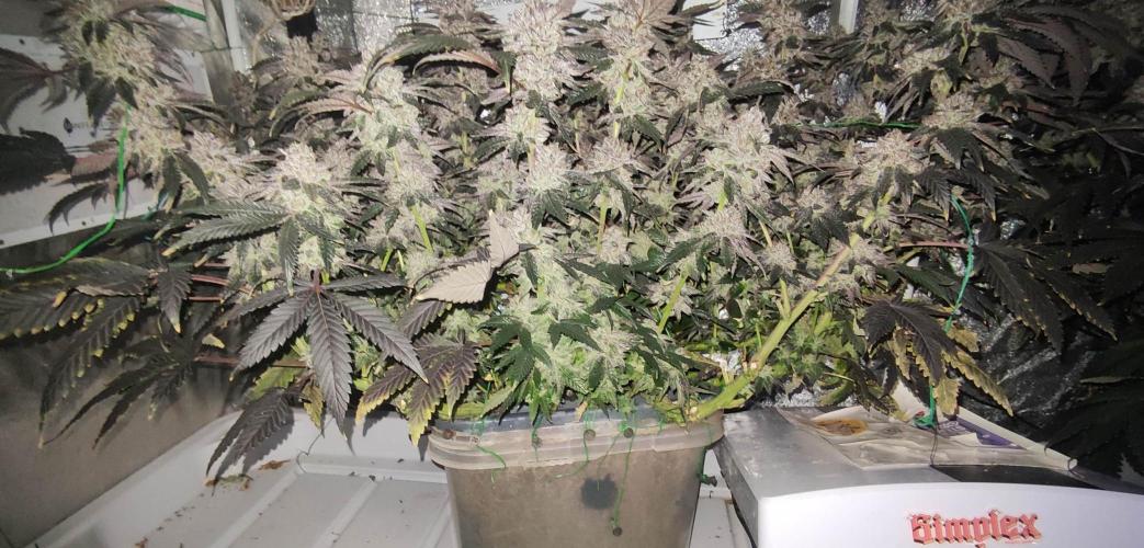 Menthol Runtz. Week 18