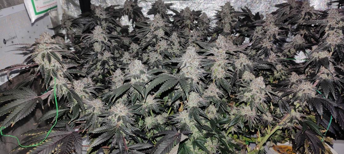 Menthol Runtz. Week 18