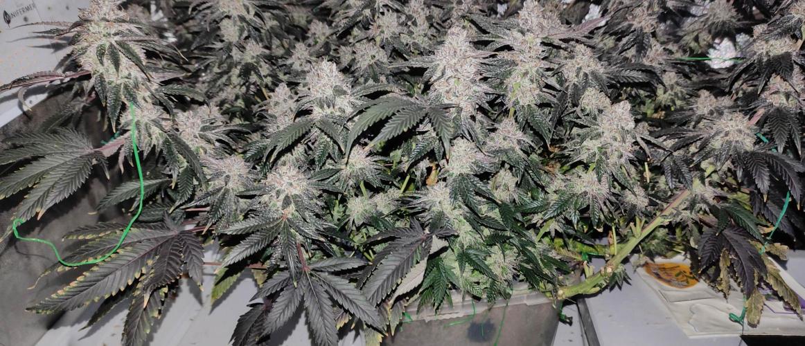 Menthol Runtz. Week 18