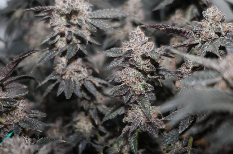 Menthol Runtz. Week 19