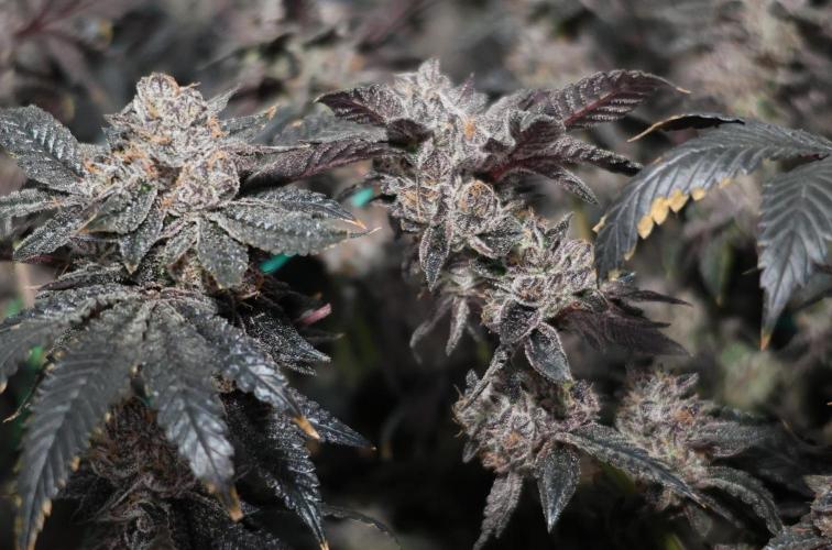 Menthol Runtz. Week 19