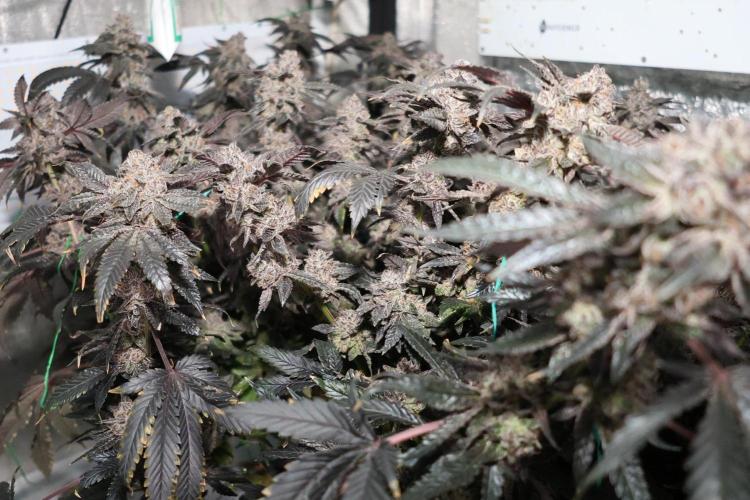 Menthol Runtz. Week 19