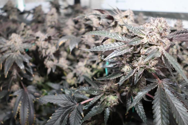 Menthol Runtz. Week 19