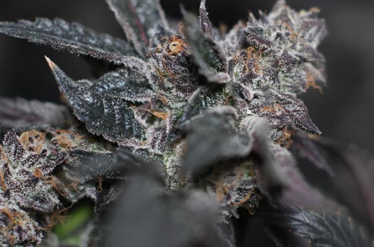 Menthol Runtz. Week 19