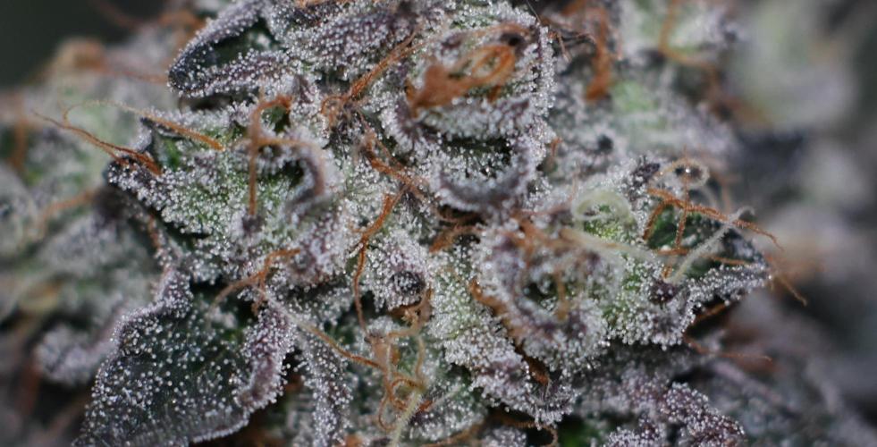 Menthol Runtz. Week 19