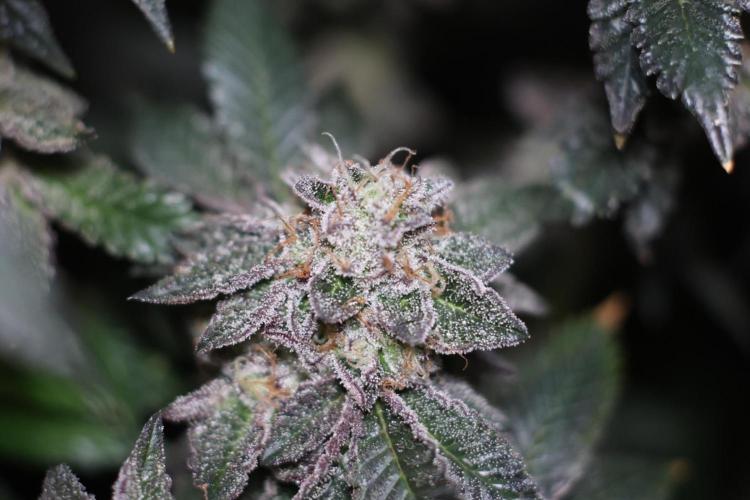Menthol Runtz. Week 19