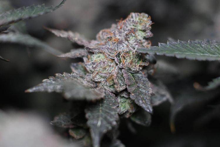Menthol Runtz. Week 19