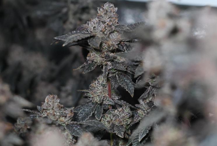 Menthol Runtz. Week 19