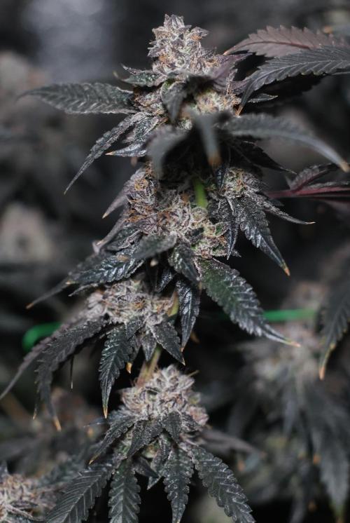 Menthol Runtz. Week 19