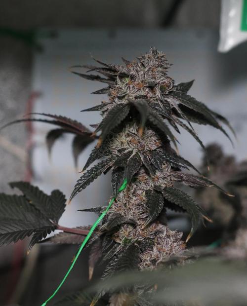 Menthol Runtz. Week 19