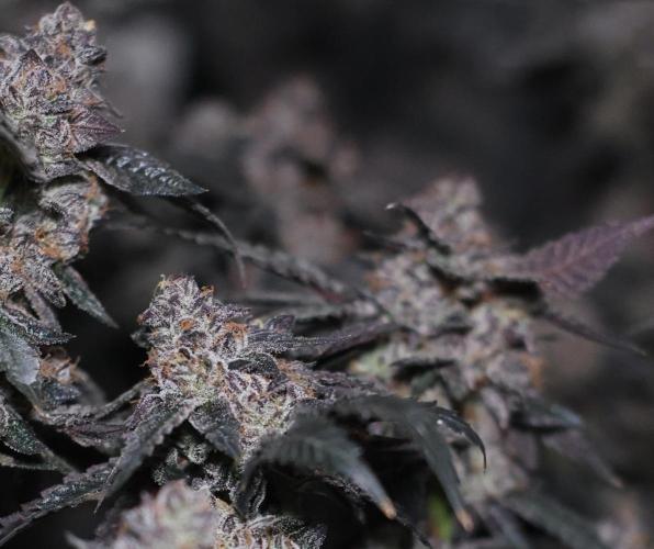 Menthol Runtz. Week 19