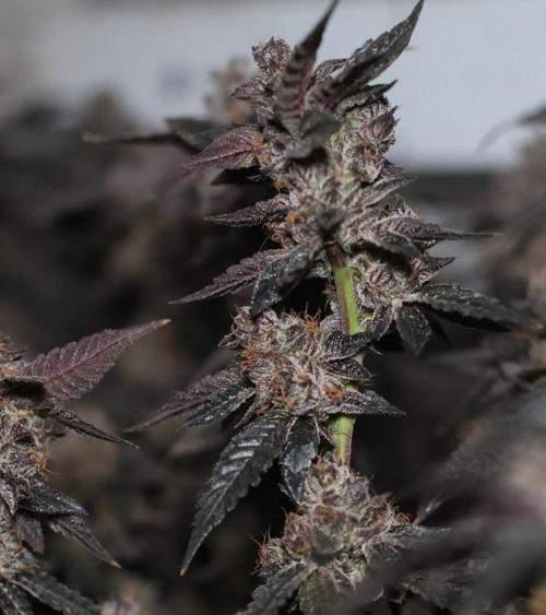 Menthol Runtz. Week 19