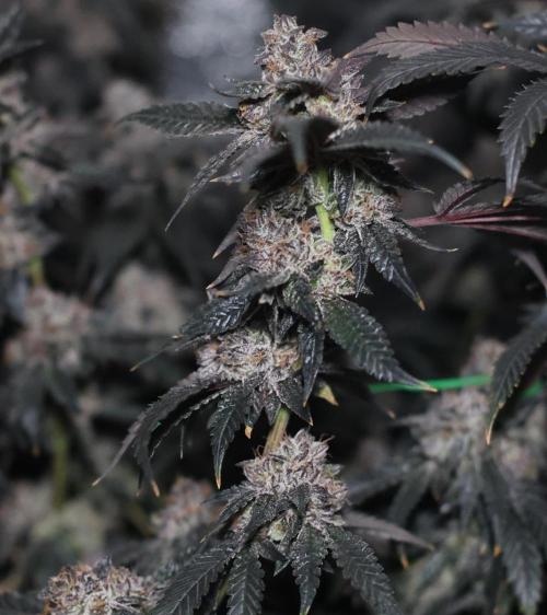 Menthol Runtz. Week 19