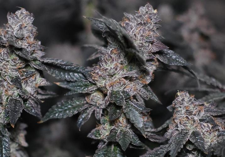 Menthol Runtz. Week 19
